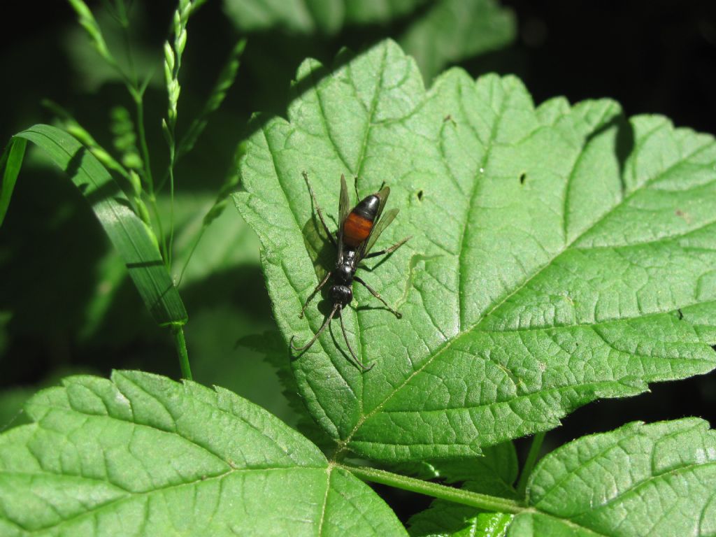 Sphex funerarius?  No, Priocnemis sp. (Pompilidae)